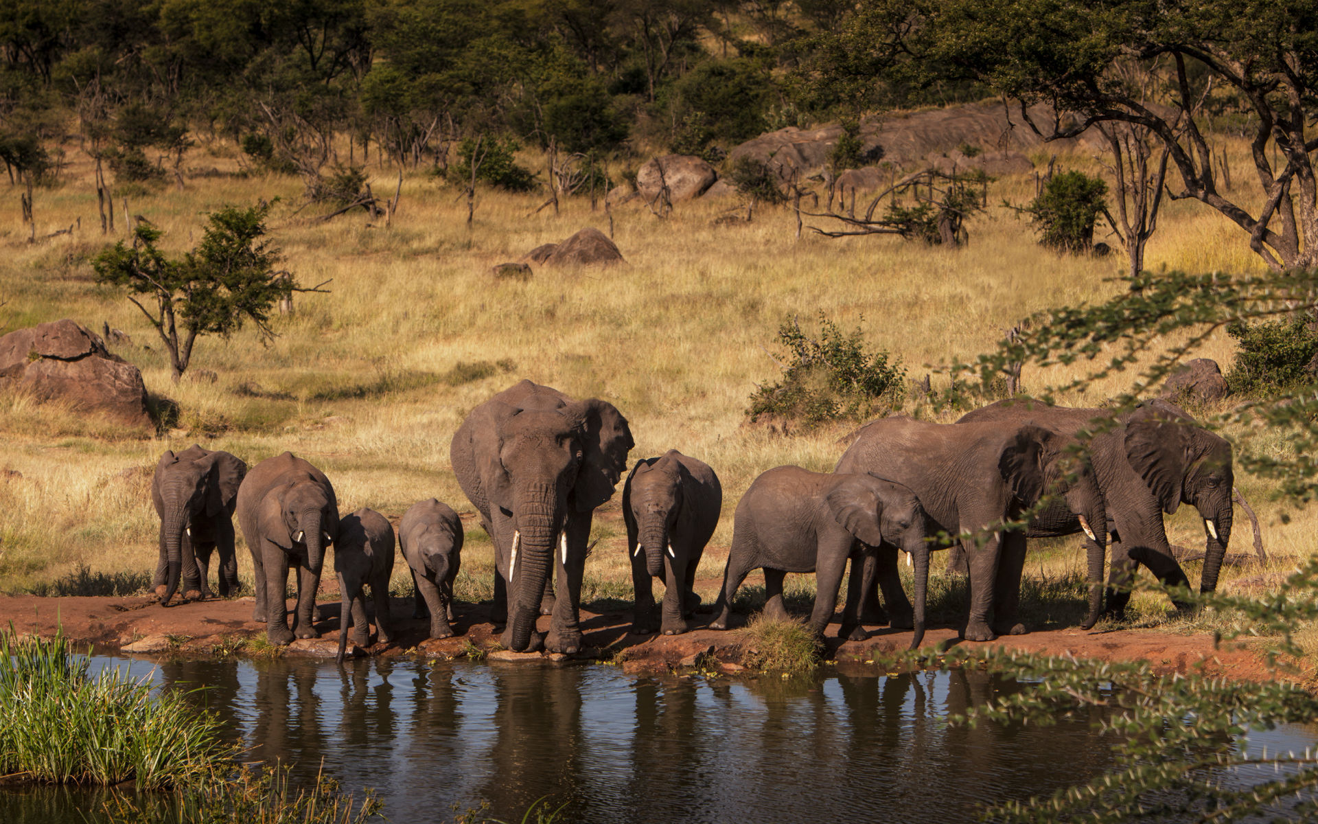 Serengeti National Park, Tanzánia