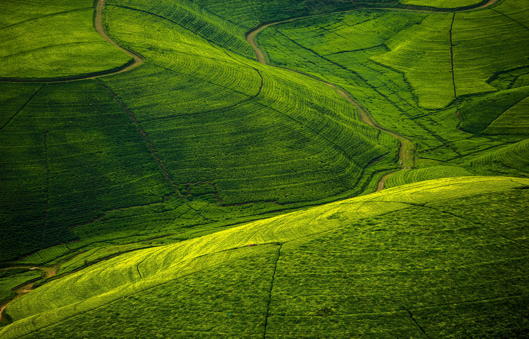 Gisakura tea plantation, Rwanda