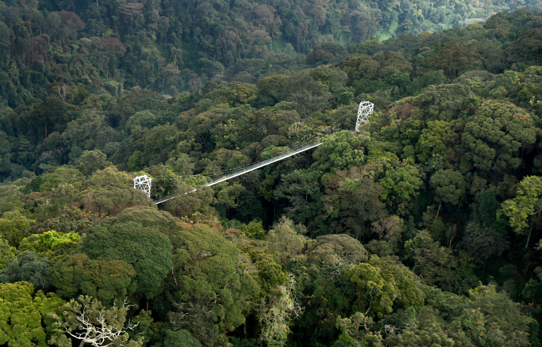 Nyungwe National Park, Rwanda