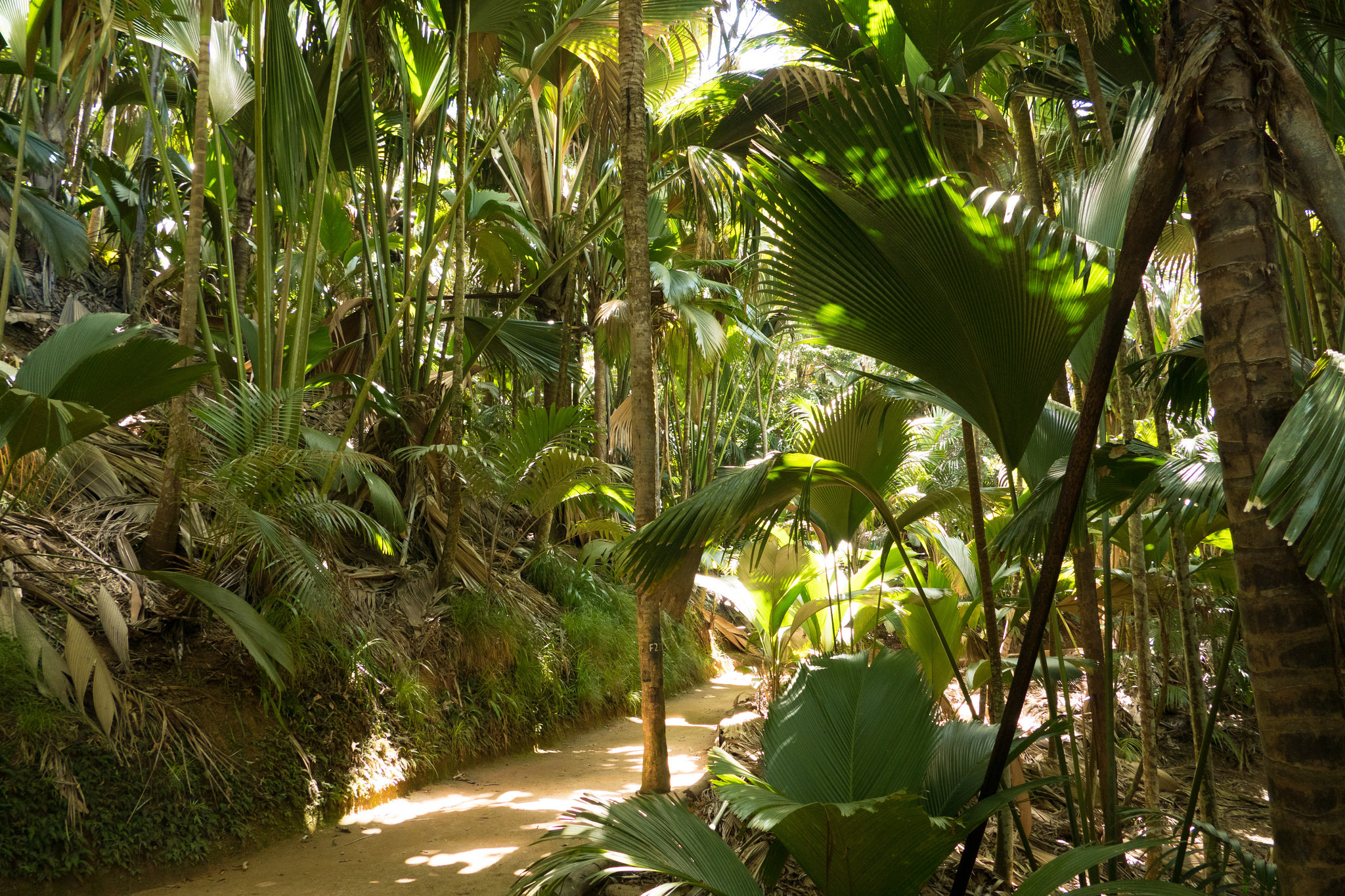 Valleé de Mai, Praslin