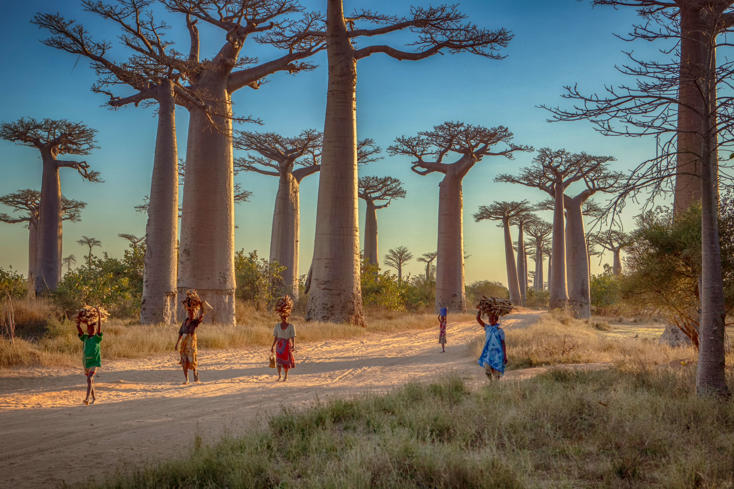 Baobab Trees